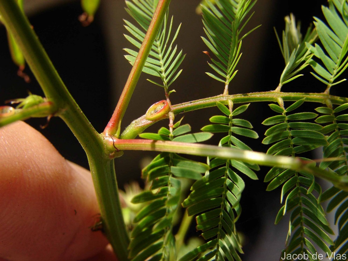 Desmanthus virgatus (L.) Willd.